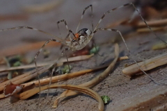 Leptobunus parvulus