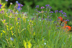 Penstemon procerus brachyanthus