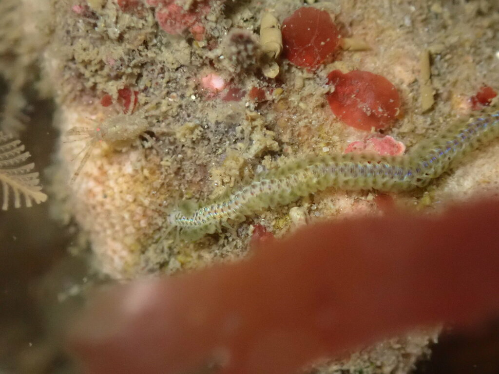 Phyllodoce williamsi