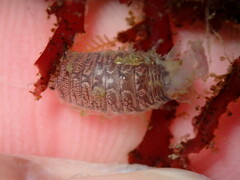 Cirolana harfordi