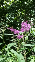 Vernonia fasciculata
