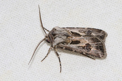 Agrotis vestigialis