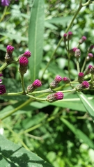 Vernonia fasciculata