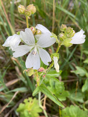 Sidalcea candida