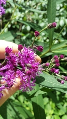 Vernonia fasciculata