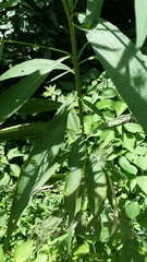 Vernonia fasciculata