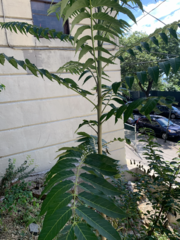 Ailanthus