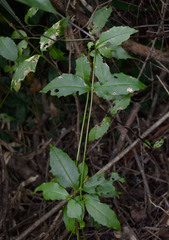 Scaevola enantophylla