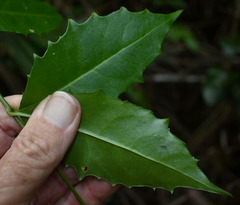 Scaevola enantophylla
