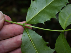 Scaevola enantophylla