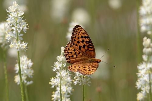iNaturalist observation photo of Greater Fritillaries