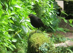 Turdus merula azorensis