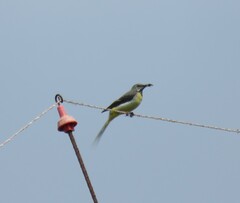 Motacilla cinerea patriciae