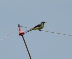 Motacilla cinerea patriciae