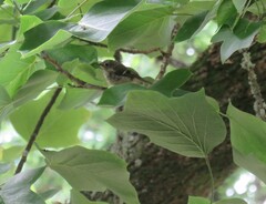 Regulus regulus azoricus