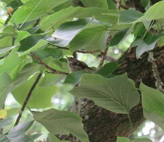 Regulus regulus azoricus