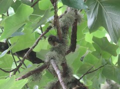 Regulus regulus azoricus