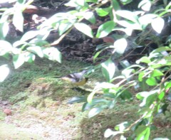 Motacilla cinerea patriciae