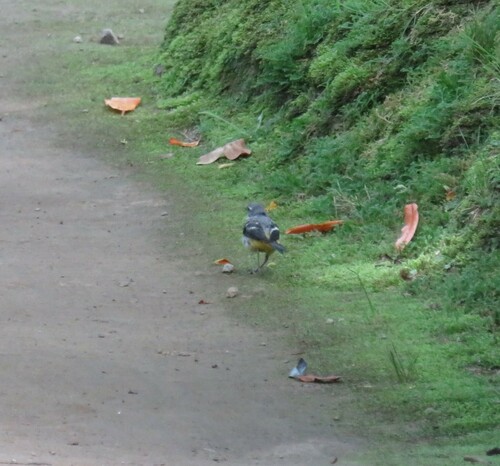 Azores Grey Wagtail