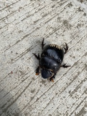 Dichotomius colonicus