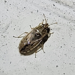 Holcocranum saturejae