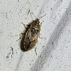 Holcocranum saturejae