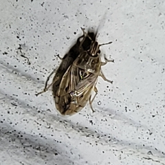 Holcocranum saturejae