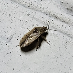 Holcocranum saturejae