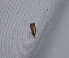 Aroga paraplutella