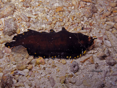 Soleichthys