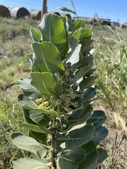 Asclepias latifolia