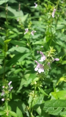 Stachys tenuifolia