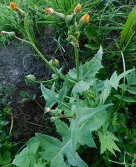 Sonchus oleraceus