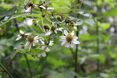 Montanoa frutescens
