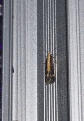 Aroga paraplutella