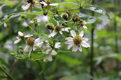 Montanoa frutescens