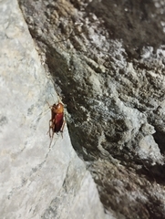 Blattodea