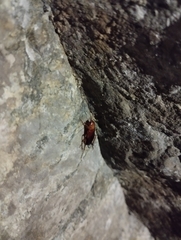 Blattodea