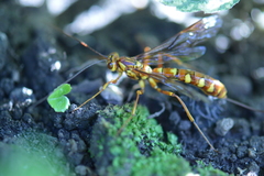 Megarhyssa greenei