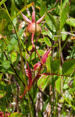 Rosa nitida