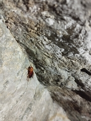 Blattodea