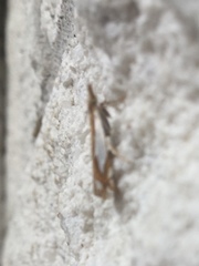 Crambus bidens