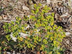 Euphorbia seguieriana