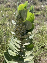 Asclepias latifolia