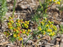 Euphorbia seguieriana
