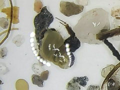 Ecrobia ventrosa