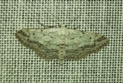 Idaea calunetaria