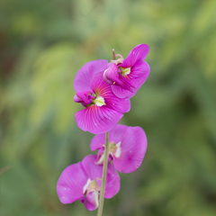 Swainsona campylantha