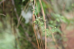 Alchemilla sibbaldiifolia
