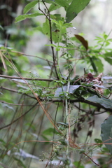 Alchemilla sibbaldiifolia